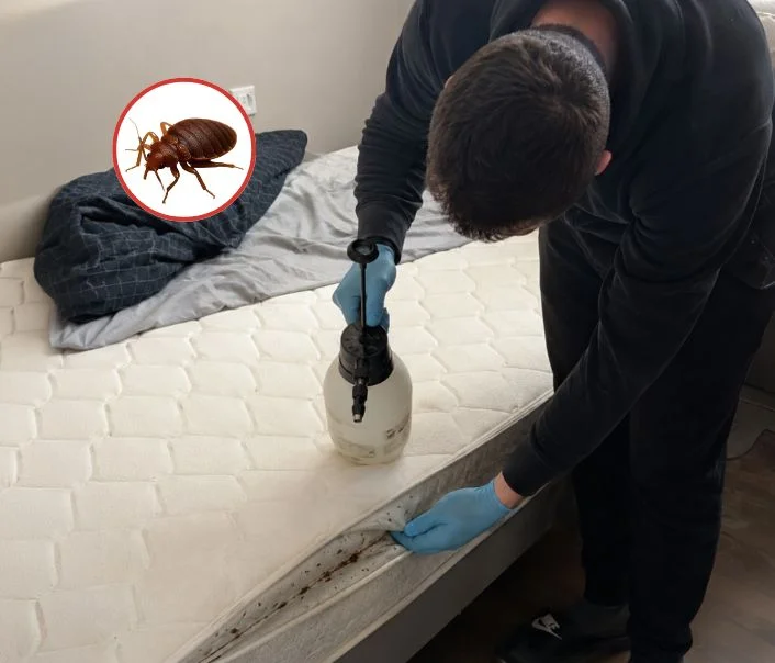Technicien traitant un matelas contre les punaises de lit à Villeneuve-Saint-Georges